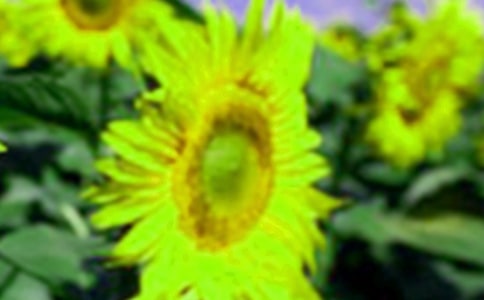 向日葵的观察日记合集15篇