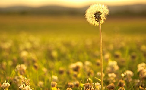 蒲公英的作文300字4篇(精品)