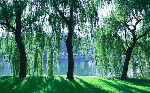 写柳树的作文600字9篇
