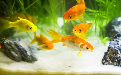 【精品】四年级金鱼作文300字七篇