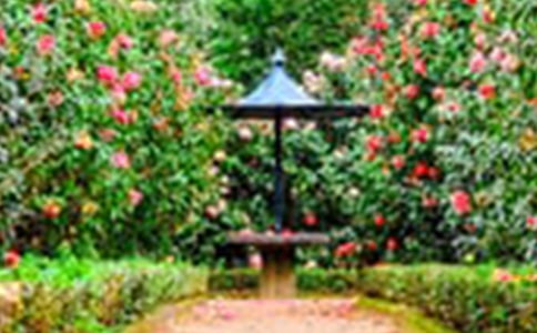 【实用】花园写景的作文汇编8篇