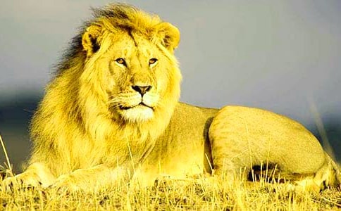 三年级狮子作文汇编九篇