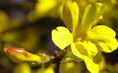 迎春花观察日记(5篇)