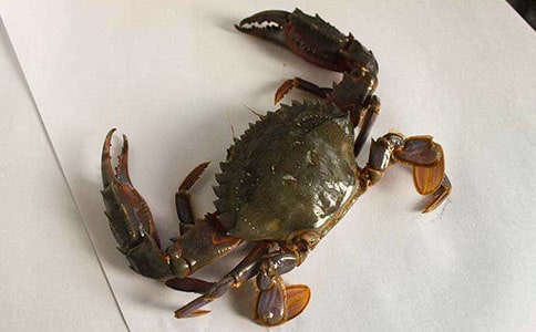 捉螃蟹作文600字九篇