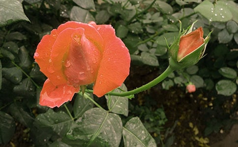 月季花观察日记(合集14篇)