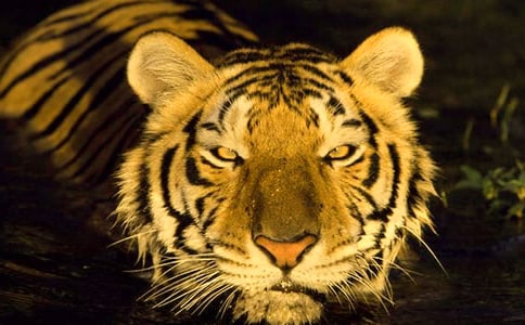 老虎童话作文6篇（集合）