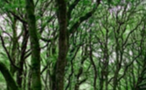 游原山森林公园作文