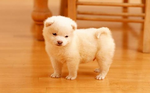 【热门】观察小狗作文十篇