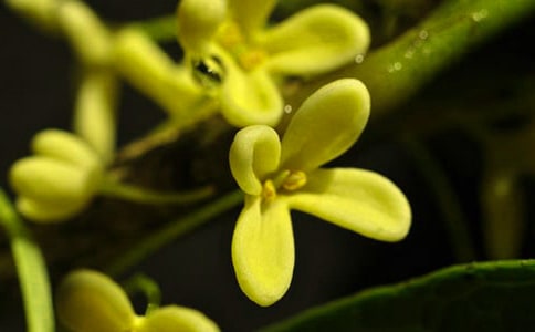 （集合）实用的写桂花的作文