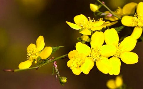 【精选】迎春花观察日记3篇