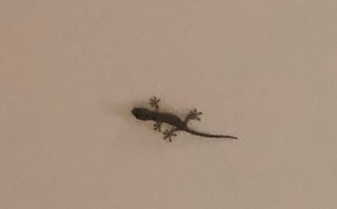 壁虎作文500字10篇