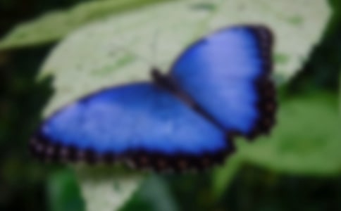 蝴蝶作文300字精选8篇