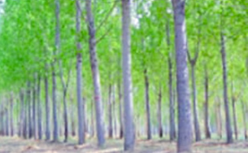 白杨树的作文10篇[精华]