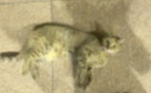 实用的可爱的小猫作文合集七篇