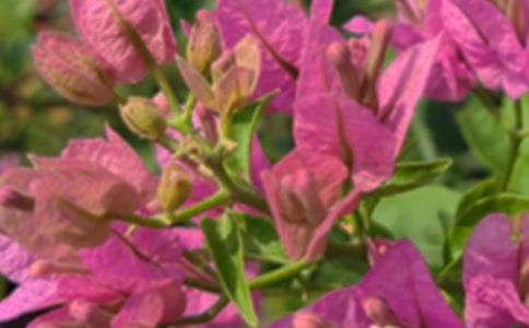 朋友圈午安心语汇总（通用100句）