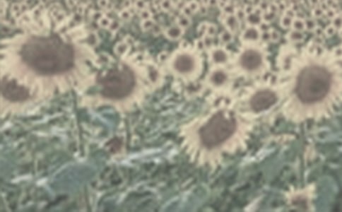 【必备】太阳花观察日记4篇