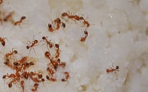 实用的蚂蚁团结的作文汇总(9篇)