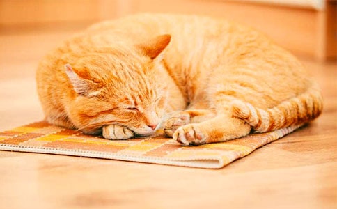 【精品】可爱的小猫作文锦集十篇