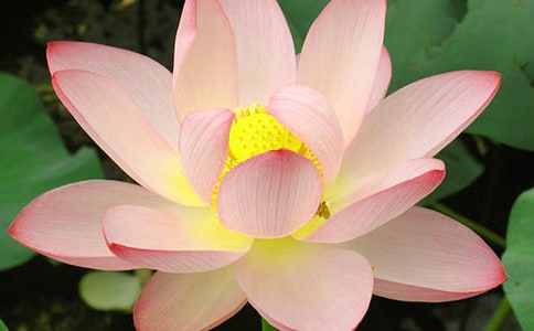 写荷花的作文300字合集【3篇】