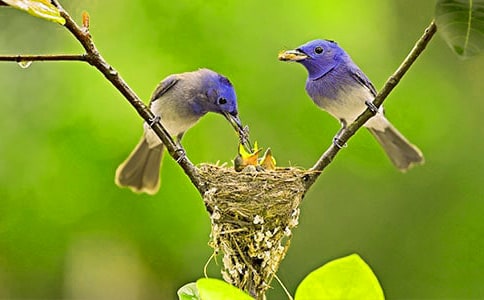 (经典)救小鸟作文6篇