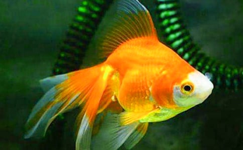 四年级金鱼作文300字汇编4篇