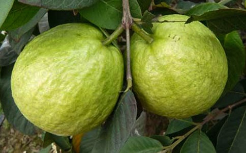 有关石榴花作文汇总6篇