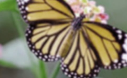 (优选)蝴蝶作文300字3篇