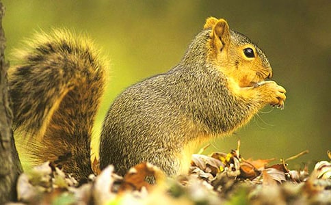 松鼠的童话作文6篇（优选）