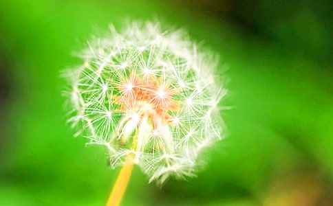 蒲公英的作文经典(10篇)