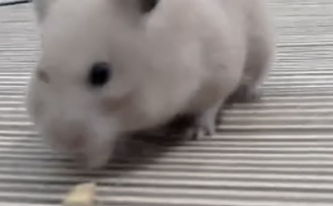 关于仓鼠观察日记范文7篇