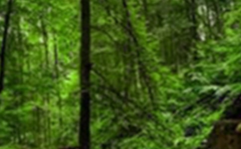 关于三年级森林的作文合集六篇