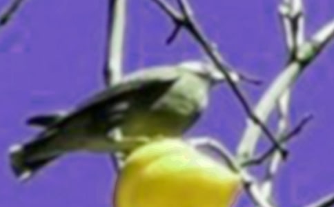 小鸟的作文【集锦3篇】