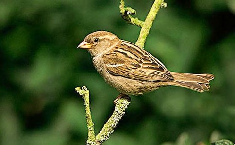 实用的三年级麻雀作文合集5篇