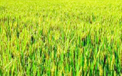 （精）美丽的田野作文6篇