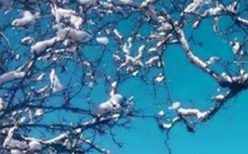 我爱冬天的雪作文(10篇)