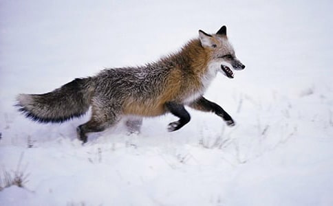 狐狸的故事作文（精品6篇）