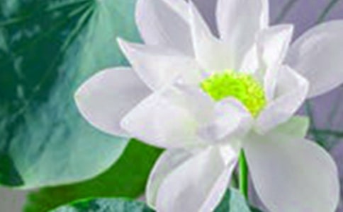 家乡的荷花作文汇总(9篇)