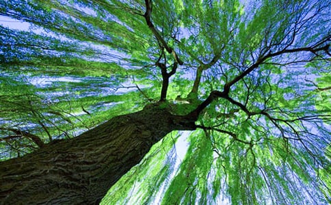 春天的柳树作文(热)