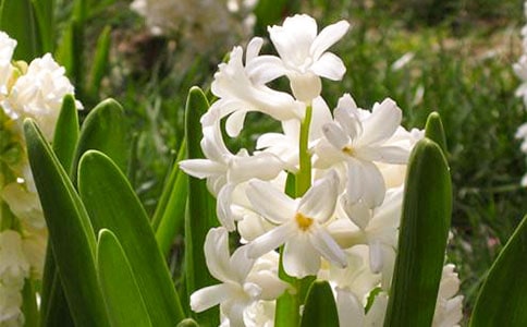 风信子观察日记(集合9篇)