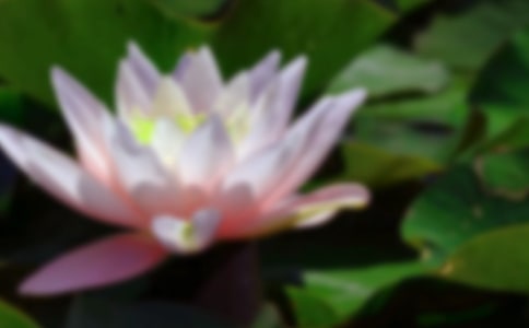 荷花的作文精选[6篇]