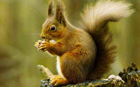 松鼠的童话作文6篇(精华)