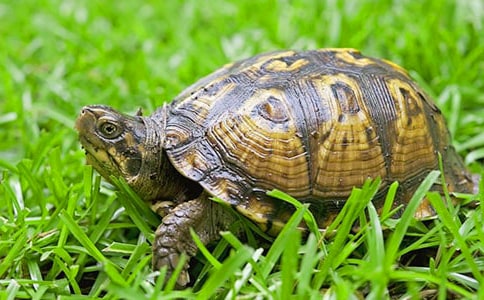 小乌龟的作文（通用3篇）