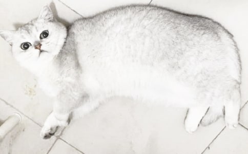 【推荐】可爱的小猫作文汇总6篇