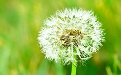 假如我是蒲公英作文锦集（9篇）