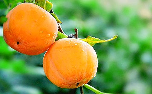 我爱家乡的柿子作文(通用29篇)