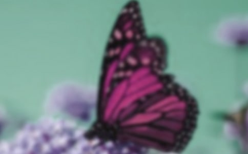 蝴蝶的作文6篇(通用)