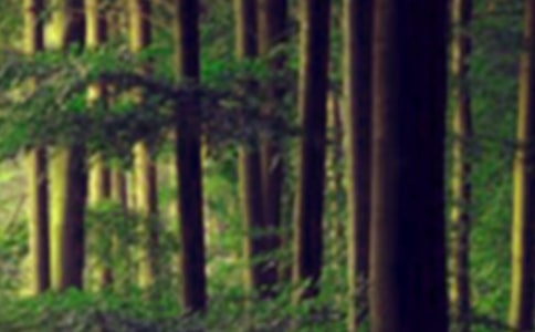 【精选】森林作文600字八篇