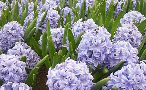 风信子观察日记9篇