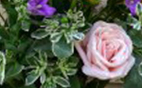 （精品）玫瑰作文300字