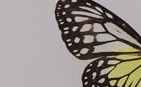 蝴蝶的作文汇编(6篇)